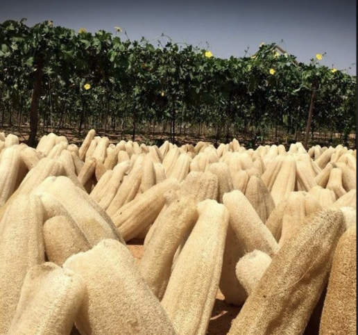 First Batch of Fresh Luffa from China Passes Inspection in Zabaikalsk